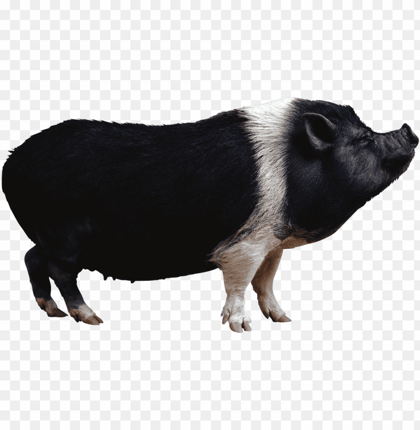 boar,boar free png,boar png free,boar free png,boar png,boar images png,boar file png