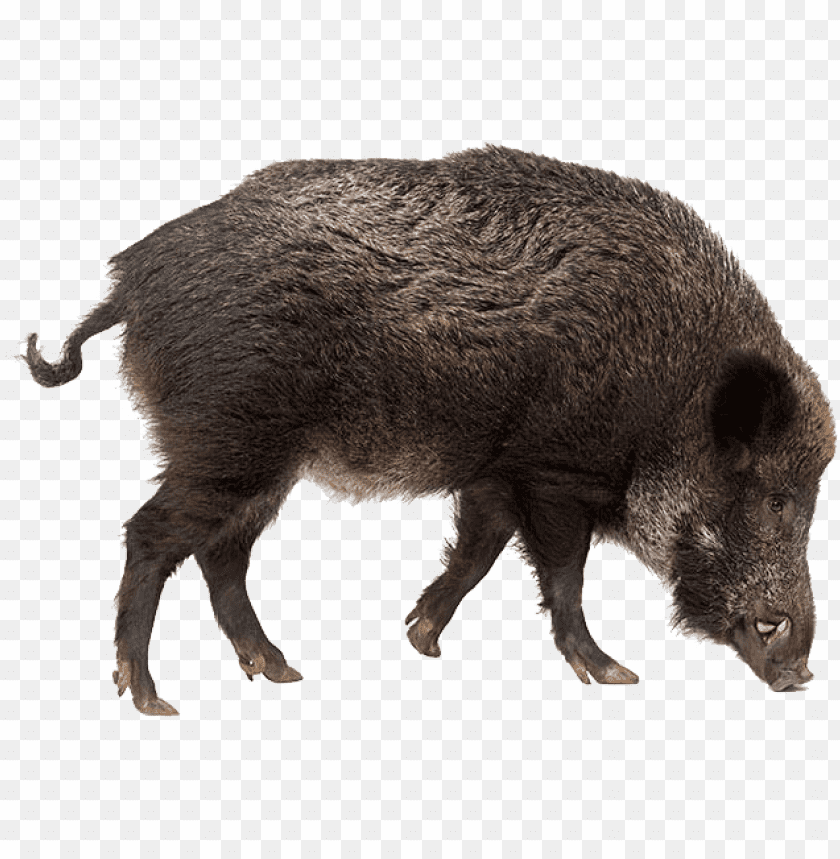 boar,boar free png,boar png free,boar free png,boar png,boar images png,boar file png