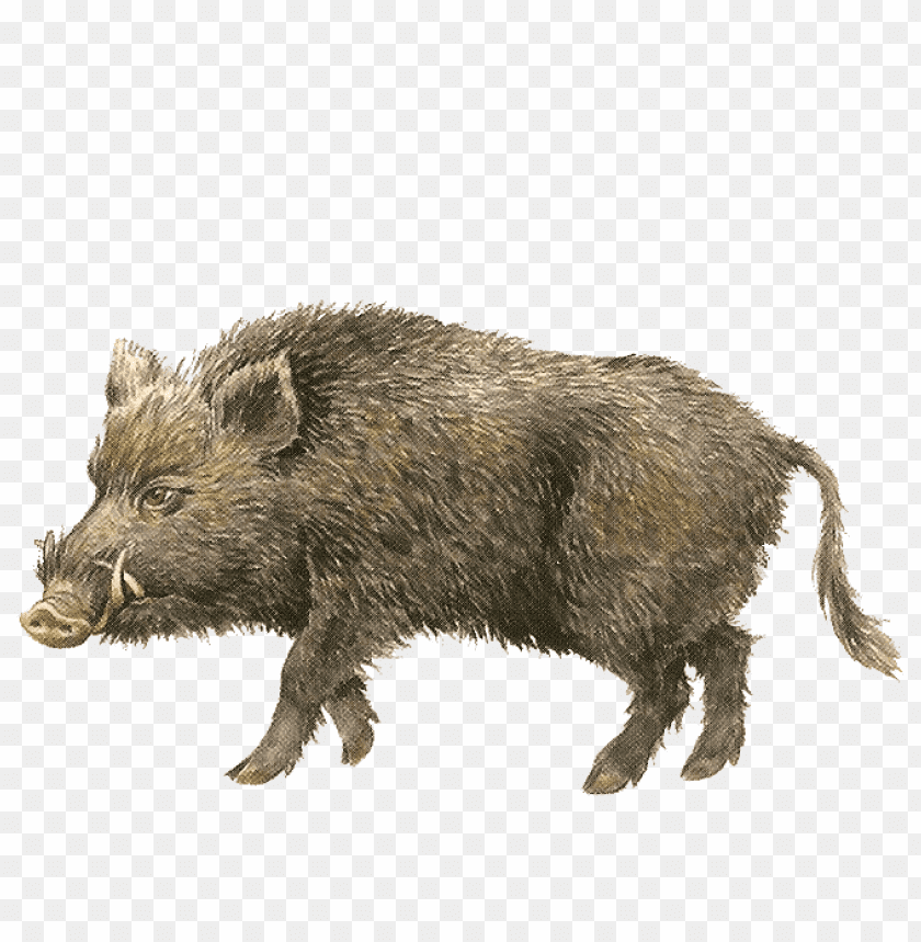 boar,boar free png,boar png free,boar free png,boar png,boar images png,boar file png