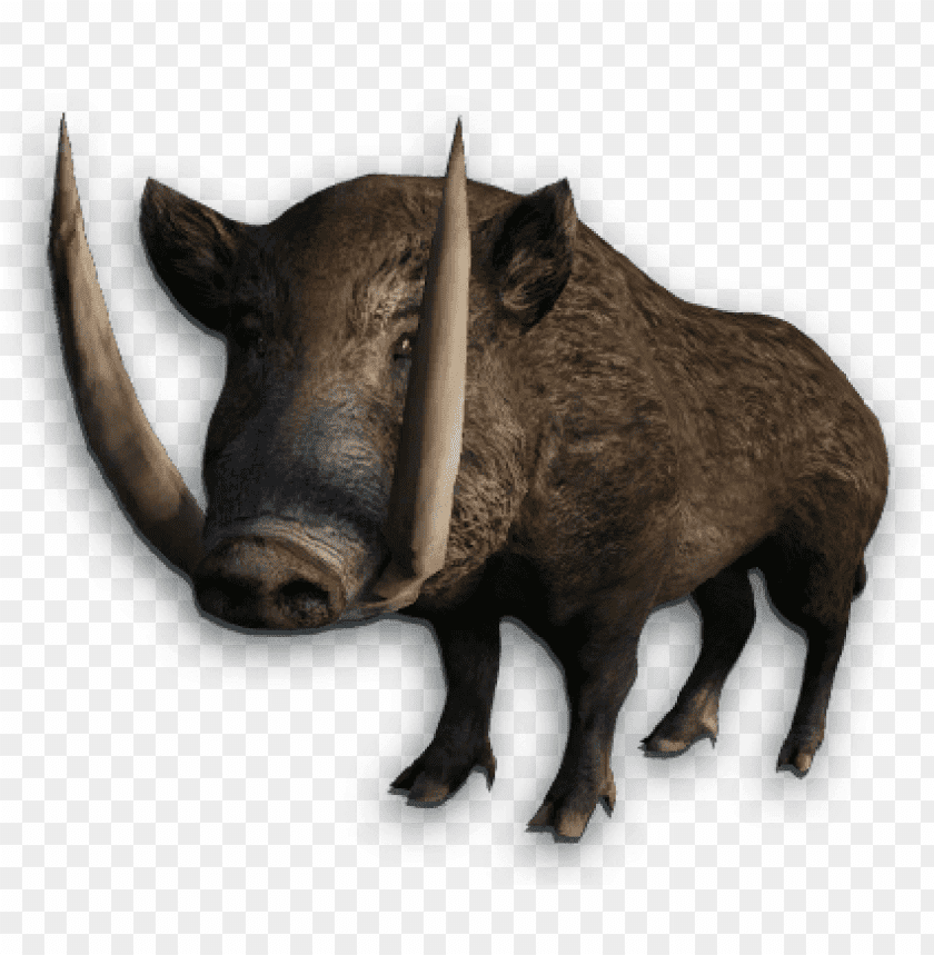 boar,boar free png,boar png free,boar free png,boar png,boar images png,boar file png