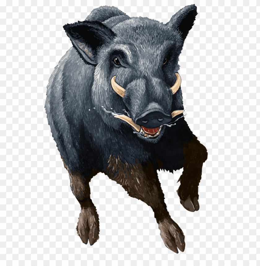 boar,boar free png,boar png free,boar free png,boar png,boar images png,boar file png