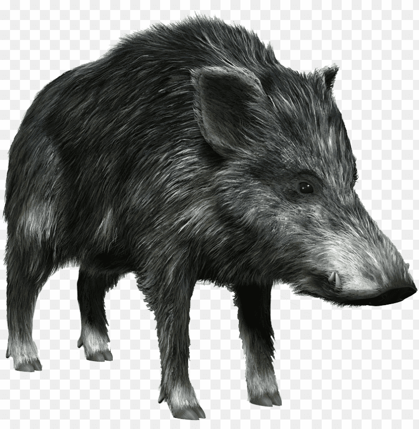 boar,boar free png,boar png free,boar free png,boar png,boar images png,boar file png