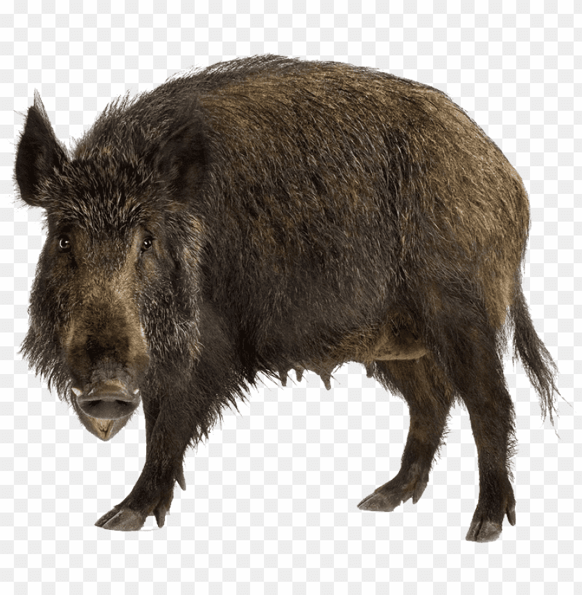 boar,boar free png,boar png free,boar free png,boar png,boar images png,boar file png