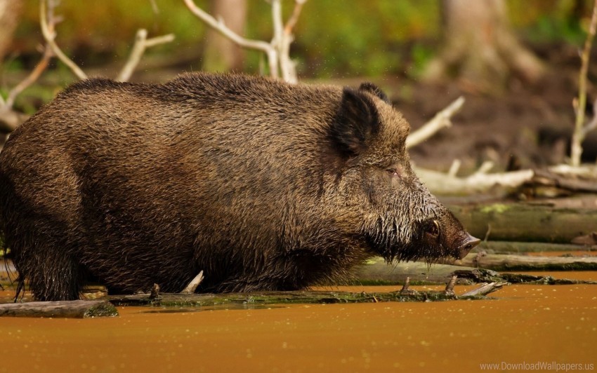 wild boar, nature, wildlife, forest, river, brown animal, natural habitat