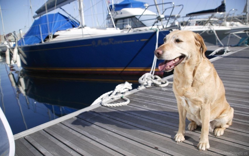 Boat Dock Dog Waiting Wallpaper PNG Transparent Background