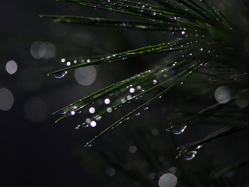 bonsai, needles, wet, drops, moisture, bokeh