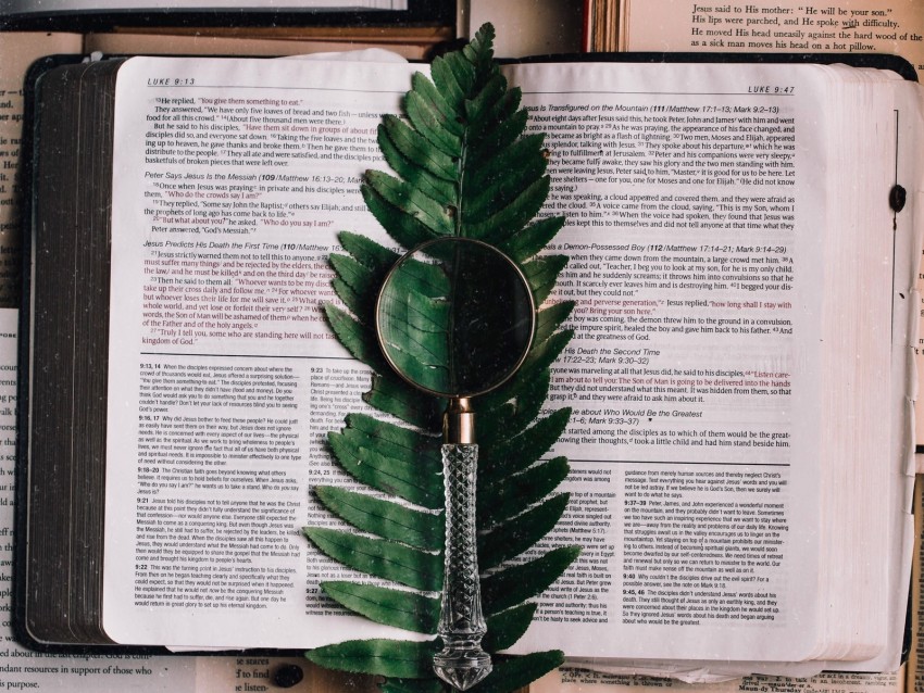 Book Fern Magnifier Branch Leaf Background