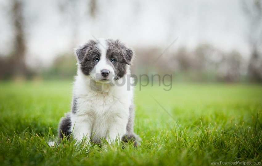 Border Collie Grass Puppy Sit Wallpaper PNG Transparent Background