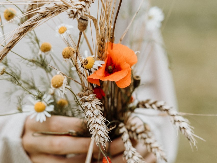 Bouquet Flowers Spikelets Poppy Daisies Background