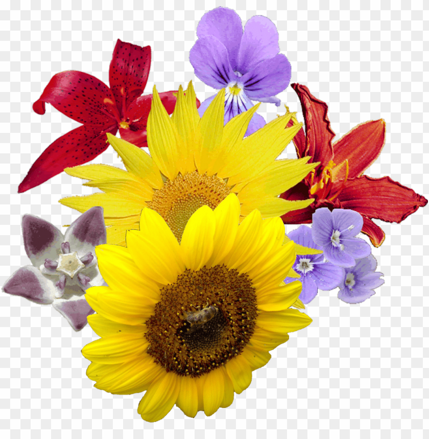 Colorful flower bouquet with sunflowers, lilies, and violets on a transparent background.