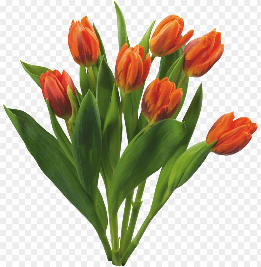 flowers, tulips, garden, spring, floral arrangements