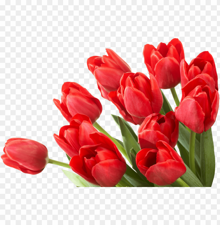 flowers, tulips, red flowers, floral arrangements, gardening tips