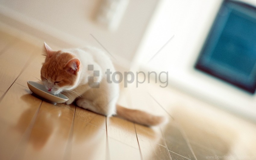 cat, pet, orange and white, eating, bowl, indoor, hardwood floor