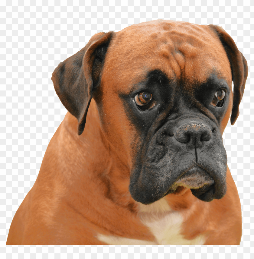 Boxer dog PNG, dog, brown, loyal