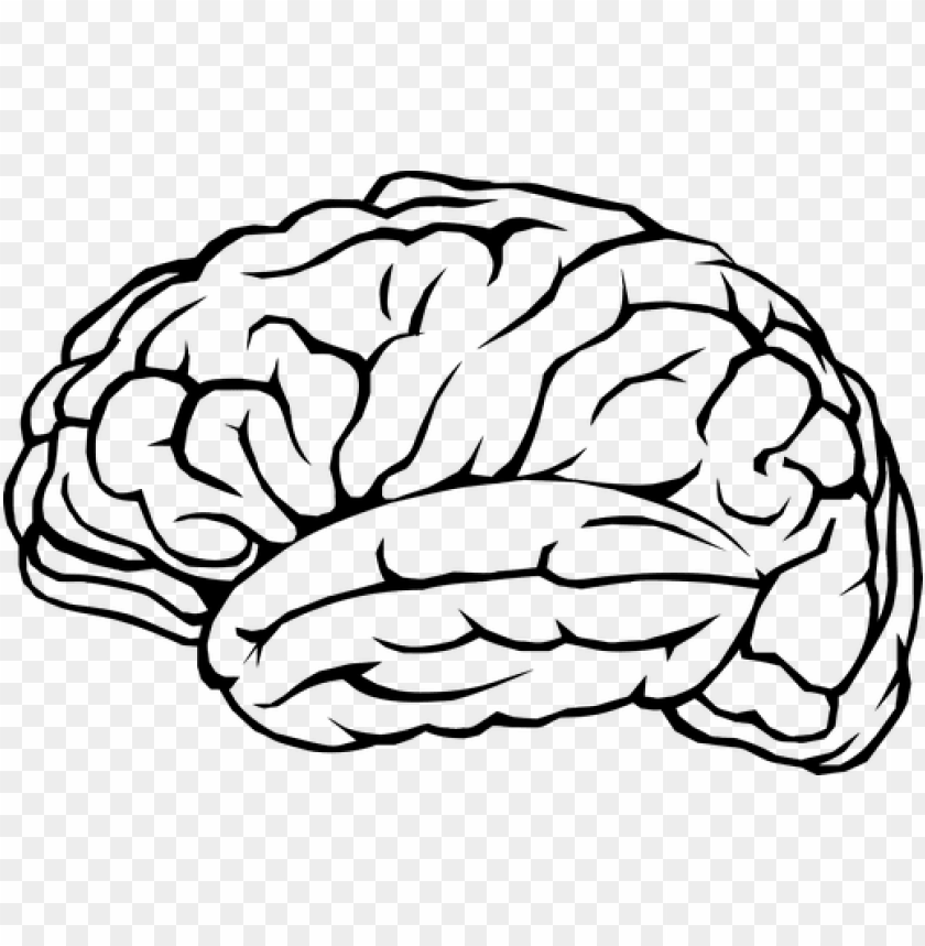 Brain Outline Black And White Library - Brain PNG Transparent Background