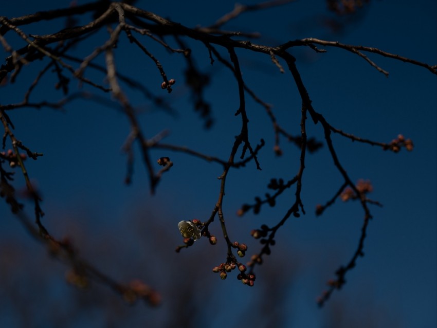 branch, buds, flowers, flowering, dark, spring