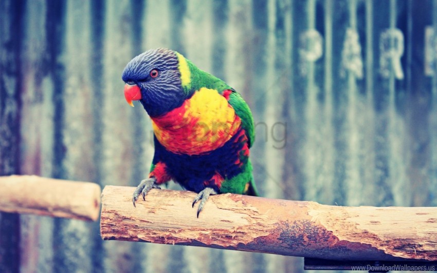 parrot, colorful bird, plumage, wildlife, nature, tropical animal, vibrant feathers