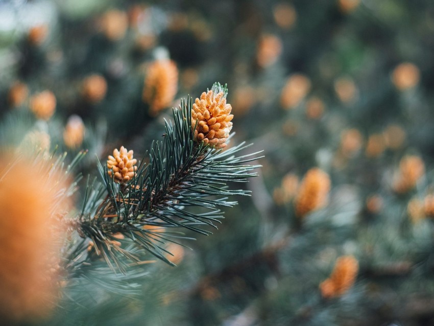 branch, cones, spruce, needles, macro