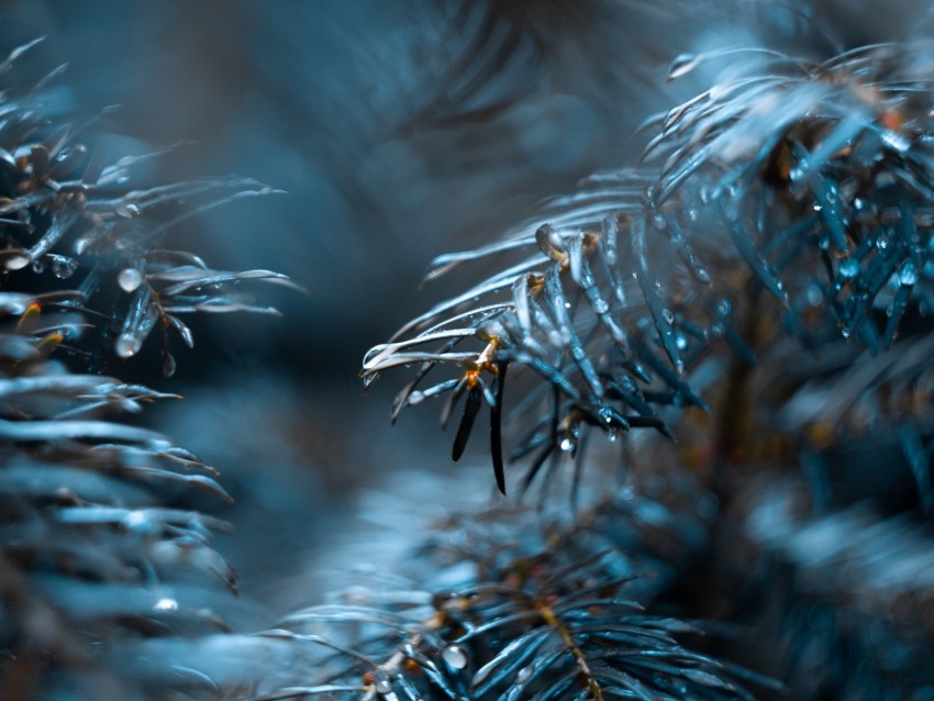 Branch Drops Needles Blur Macro Background