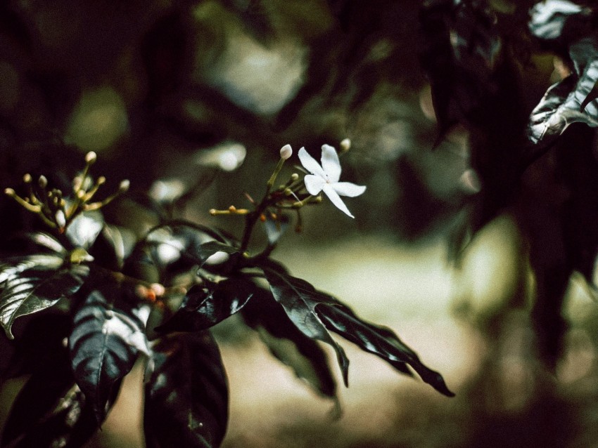 branch, flower, white, bloom, plant