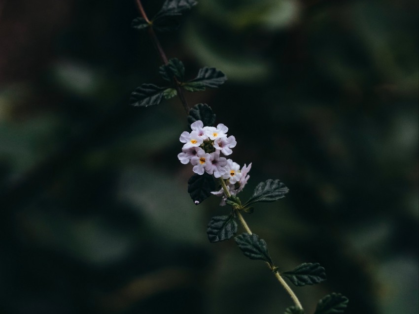 branch, flowers, leaves, flowering, plant