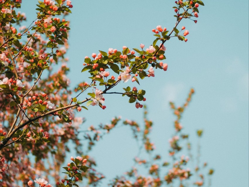 branch, flowers, spring, sky, bloom