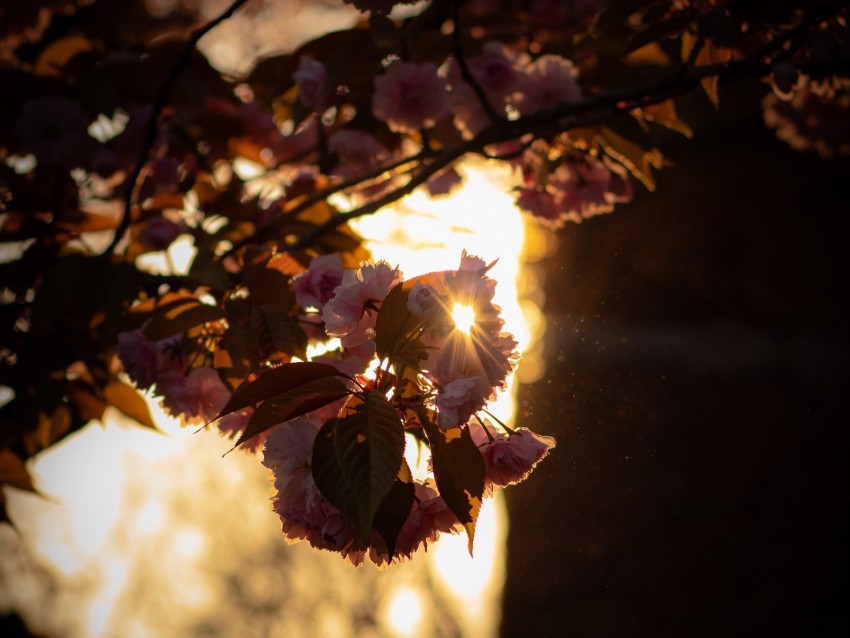 Branch Flowers Sunlight Glare Bloom Background