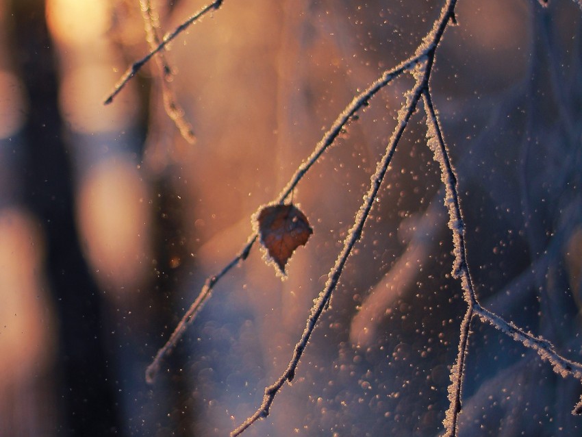 Branch Frost Glare Bokeh Snow Winter Macro Background