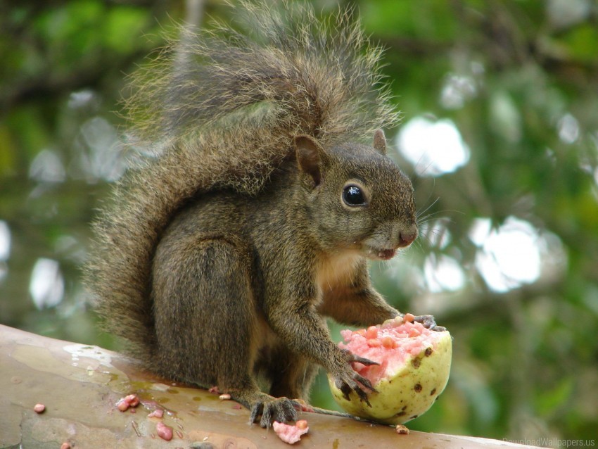 squirrel, nature, wildlife, forest, snacks, fruit, cute animals