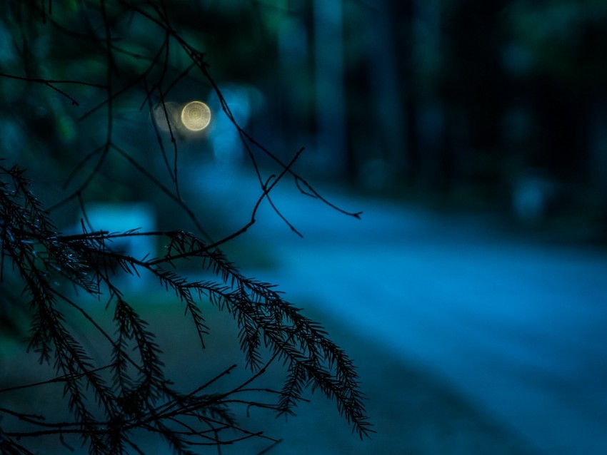 Branch Glare Bokeh Needles Blurriness Dark Background