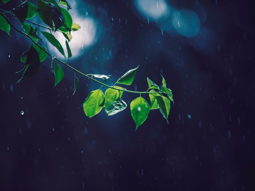 branch, glare, leaves, rain