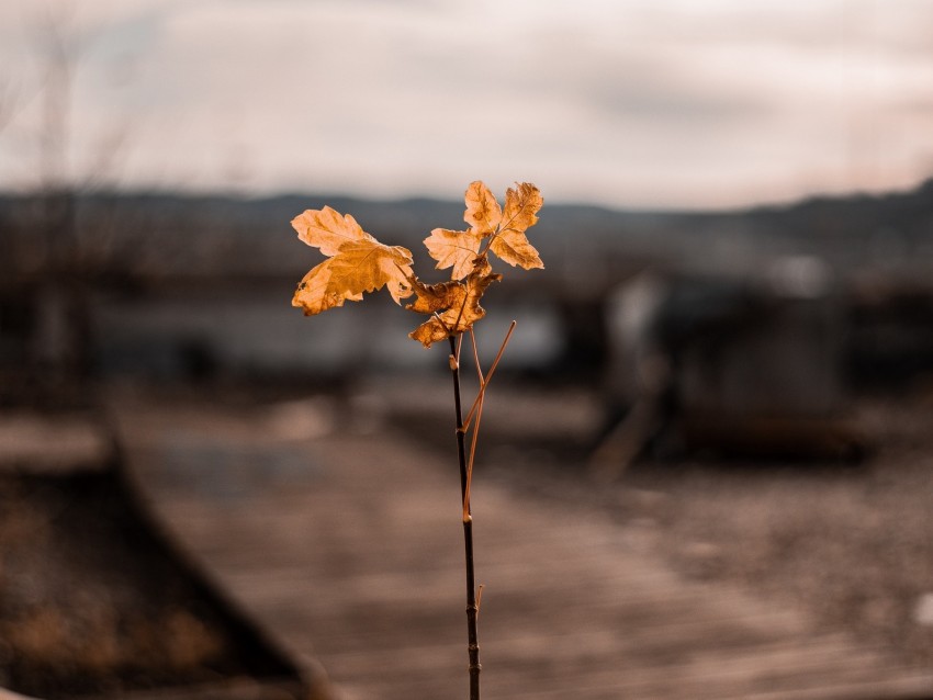 branch, leaves, autumn, blur