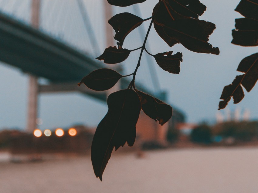 branch, leaves, bridge, blur, twilight