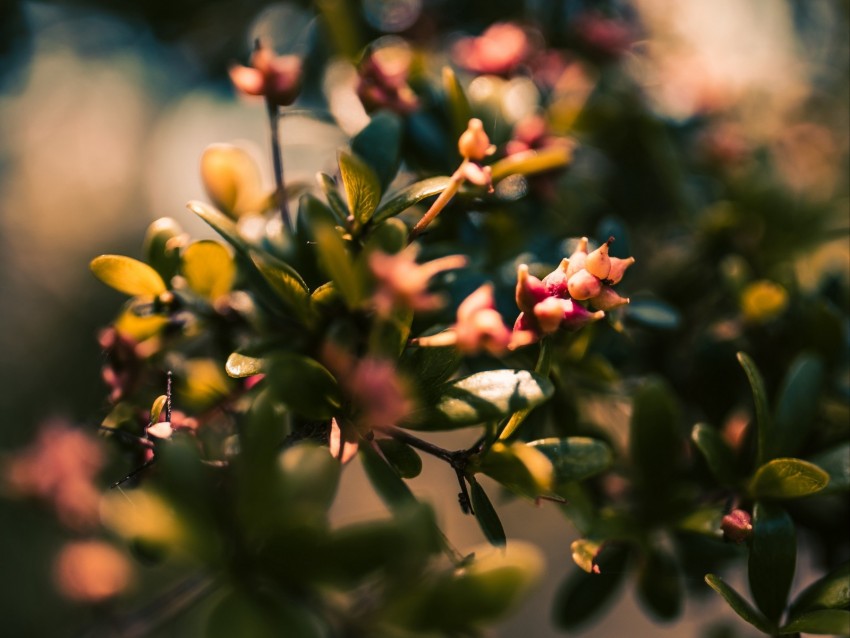 Branch Leaves Buds Macro Closeup Background