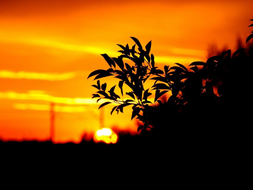 branch, leaves, dark, outlines, sunset, sky