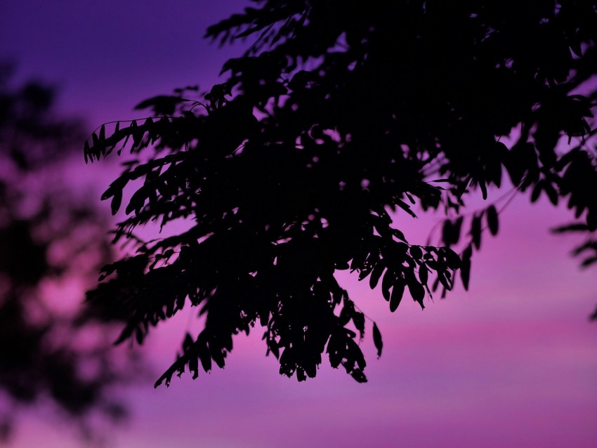 branch, leaves, dark, sky, dusk