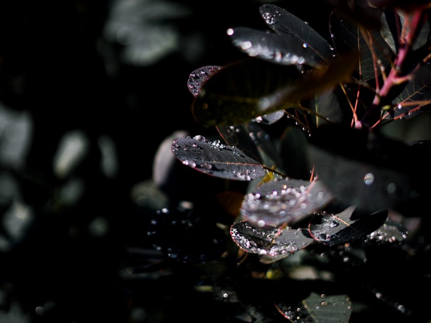 branch, leaves, dew, drops, wet