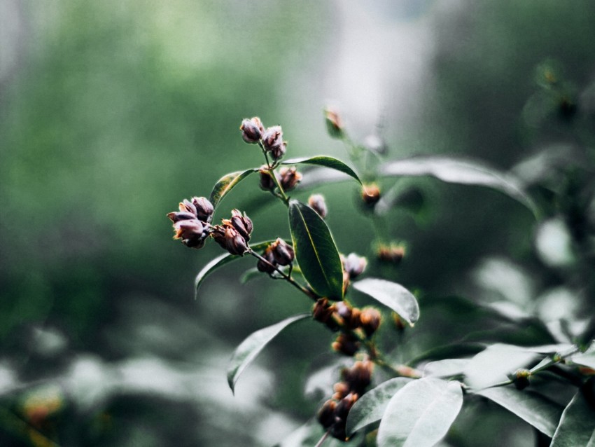 branch, leaves, macro, plant