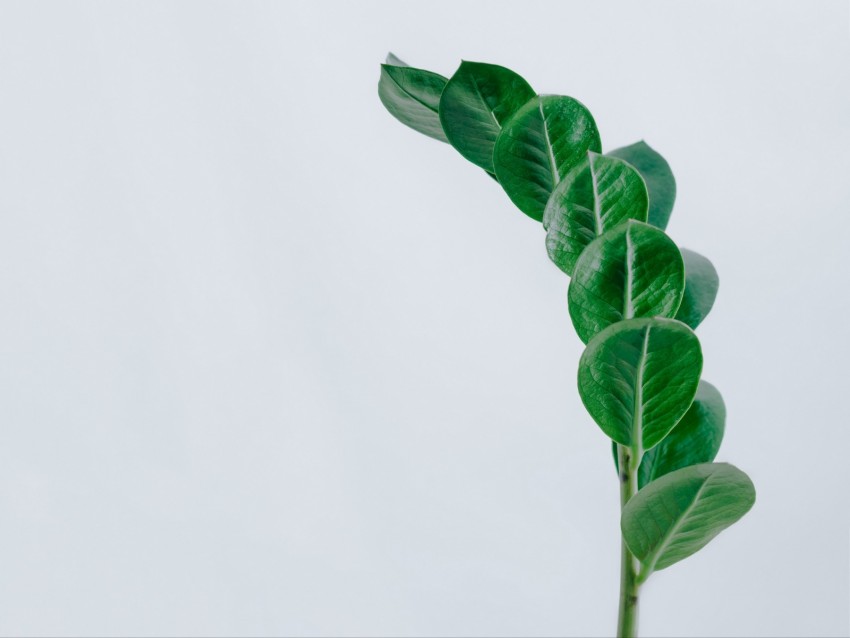 branch, leaves, minimalism, green