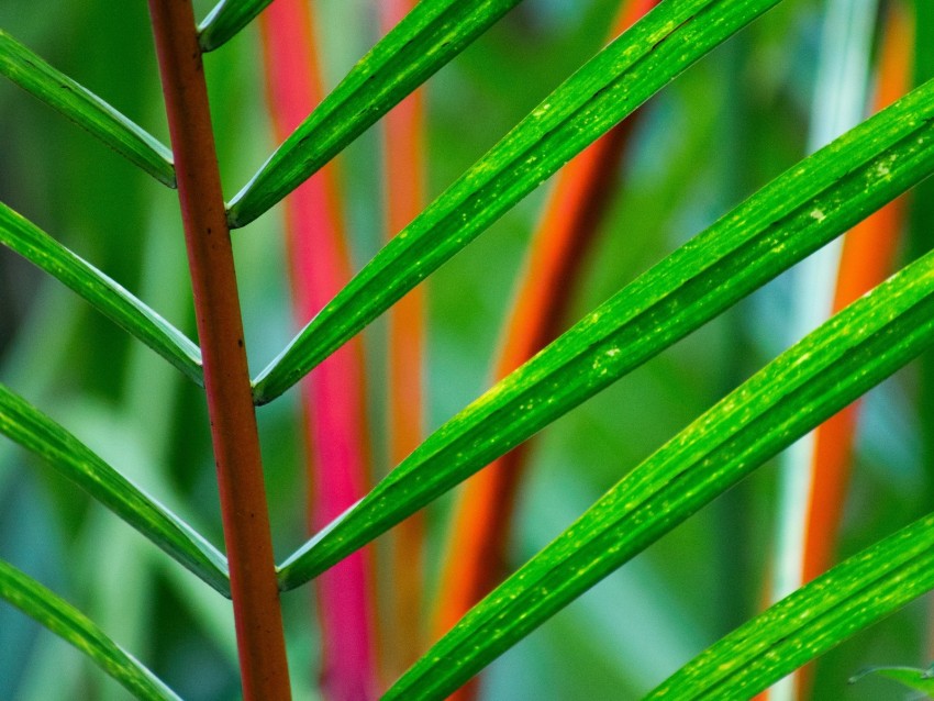 Branch Leaves Plant Green Tropical Background