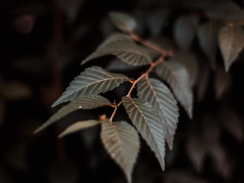 Branch Leaves Plant Macro Closeup Background