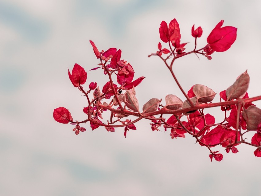 branch, leaves, red, plant, closeup