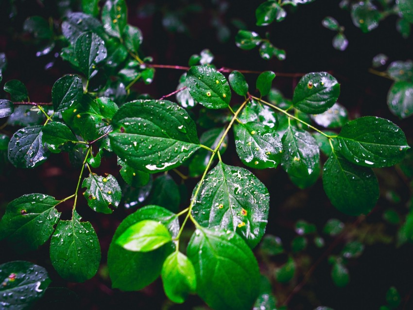 branch, leaves, wet, green, macro