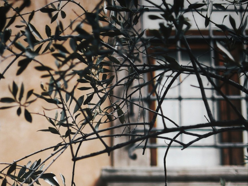 Branch Leaves Window Wall Lattice Background