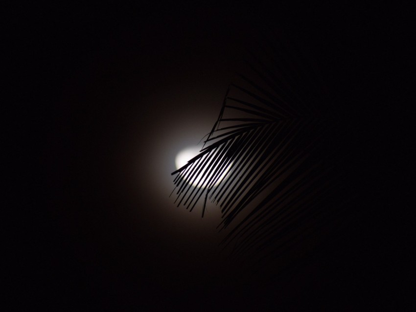 branch, moon, silhouette, dark