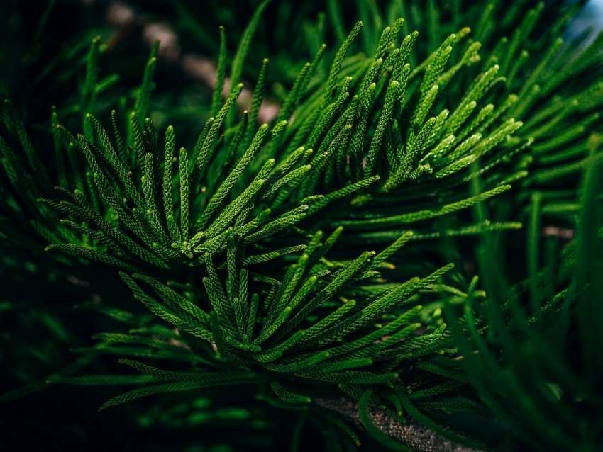 Branch Needles Evergreen Leaves Tropical Background