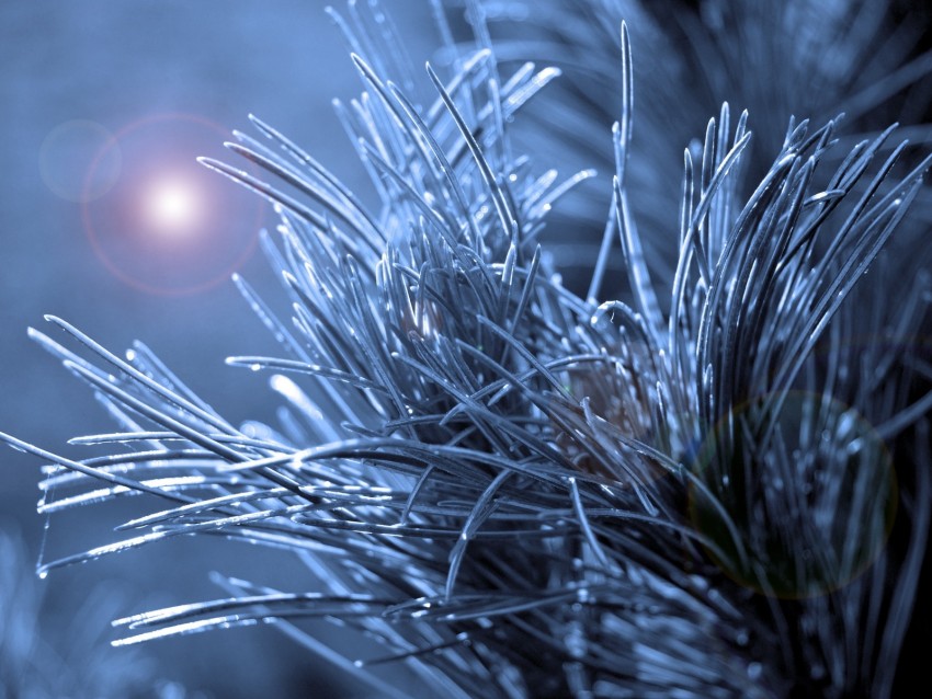 Branch Needles Macro Glare Background