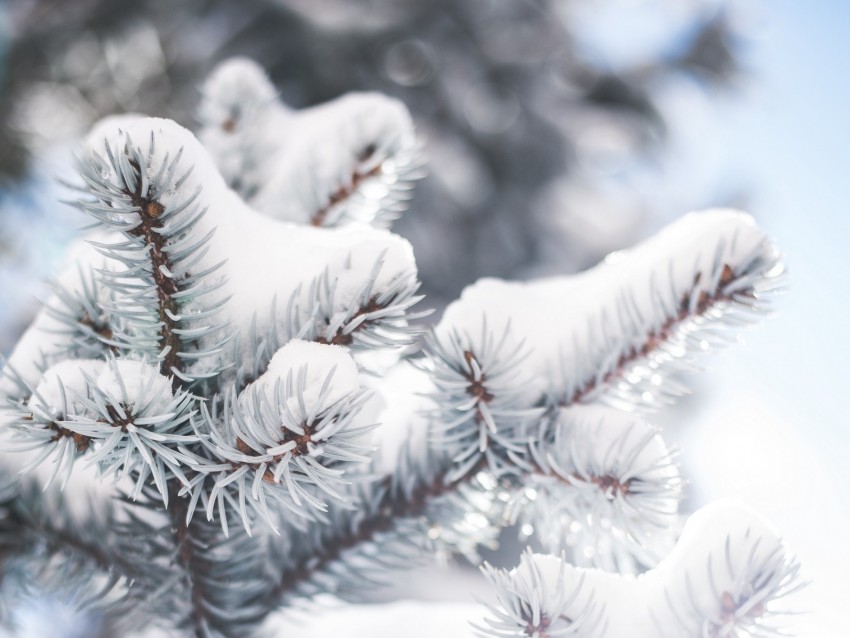 Branch Needles Snow Winter Blur Background