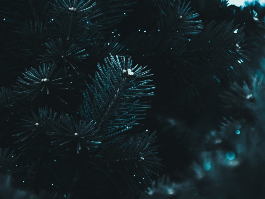 branch, needles, spruce, macro, blur, dark