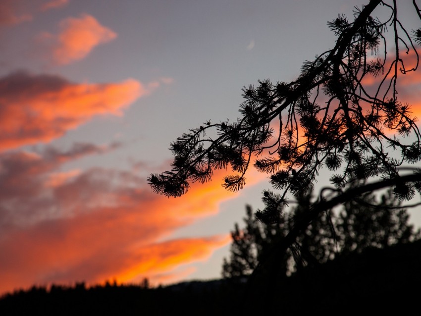 branch, outline, sky, sunset, night